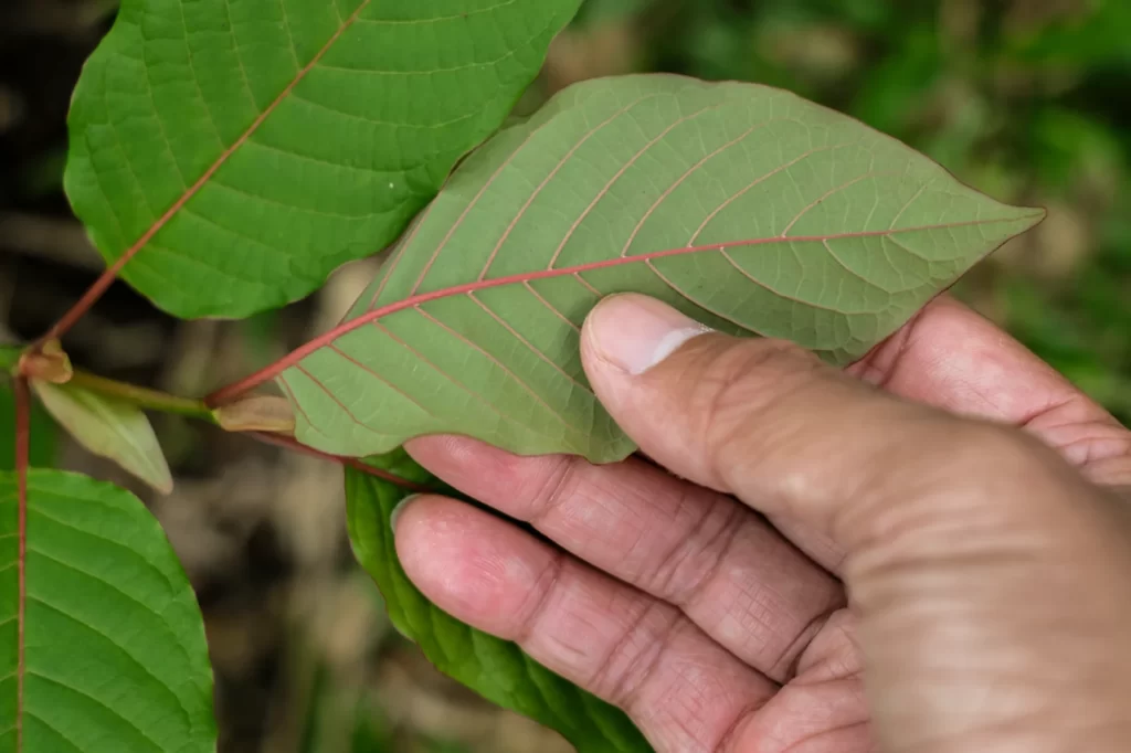 white kratom